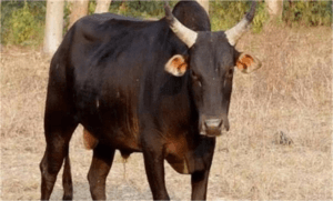 फरीदाबाद के सेक्टर-16 में सांड का आतंक: सुरक्षा पर उठते गंभीर सवाल