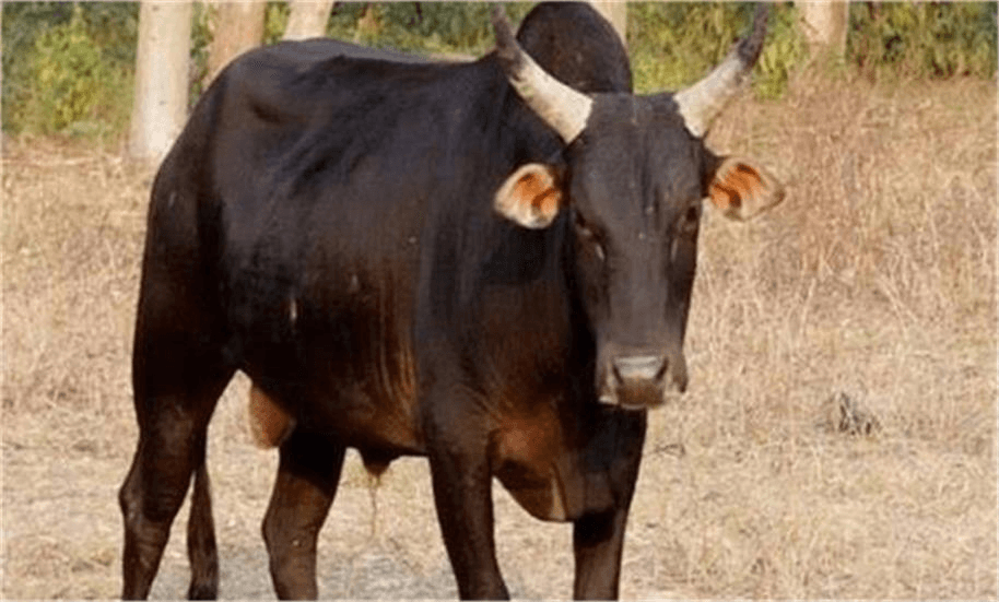 फरीदाबाद के सेक्टर-16 में सांड का आतंक